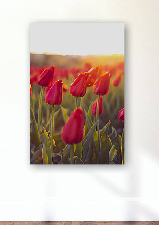 Tulips in DC by Jonathan Copenhaver