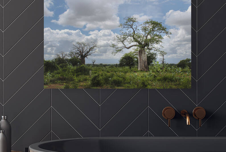 Baobab Trees | Tanzania by Jonathan Copenhaver