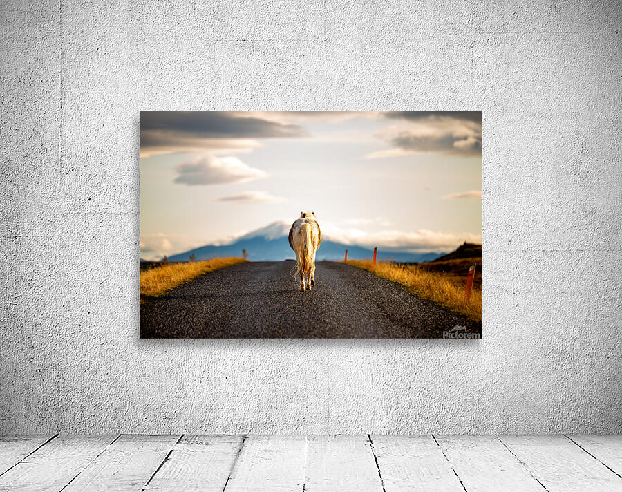 Icelandic Horse Wall Preview