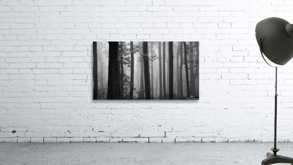 Foggy Woods Wall Preview