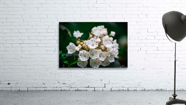 White Flowers Wall Preview