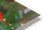 Simple Beauty HD Metal print