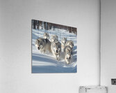 Wolves in the Snow Acrylic Print