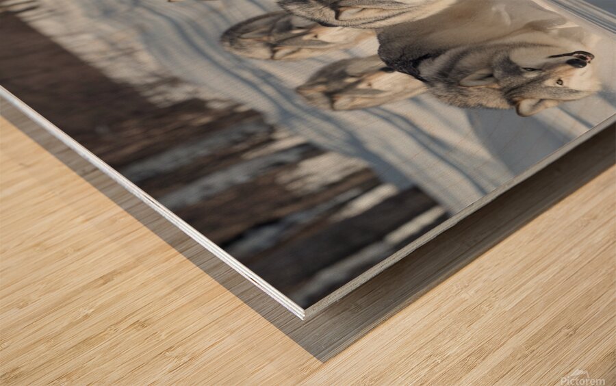 Wolves in the Snow Wood print