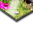 Bumblebee  Acrylic print