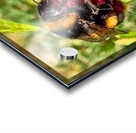 Bumblebee on a flower Acrylic print