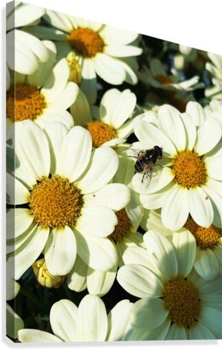 A Fly on Dasies Canvas Print