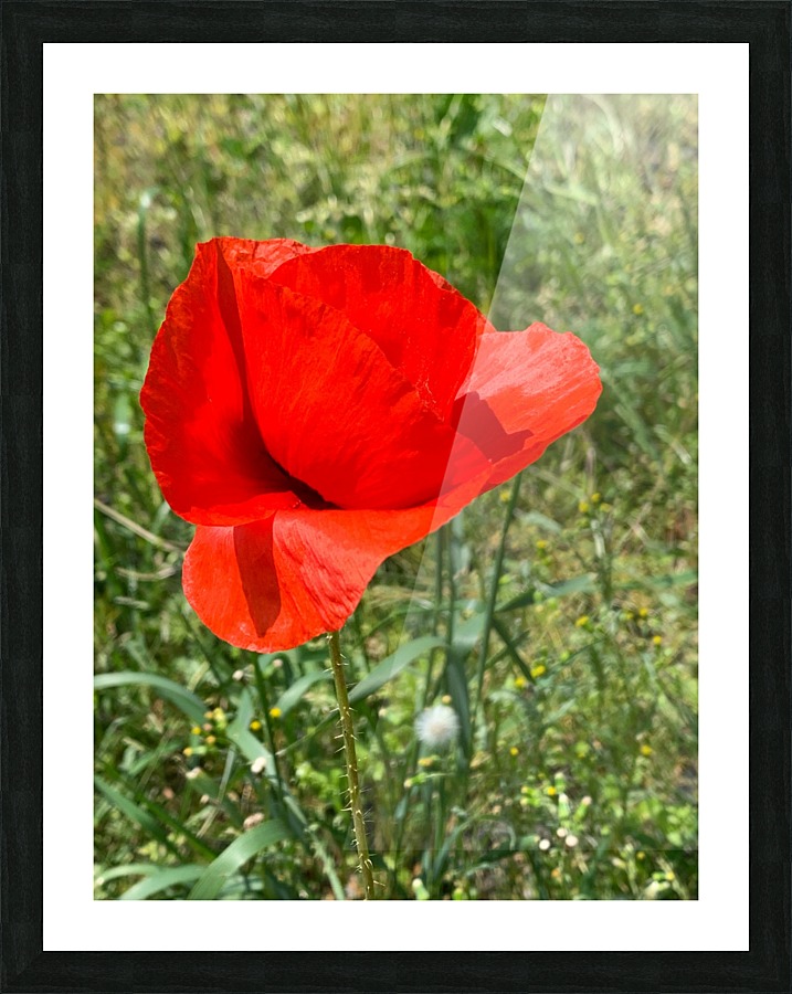Poppy Picture Frame print