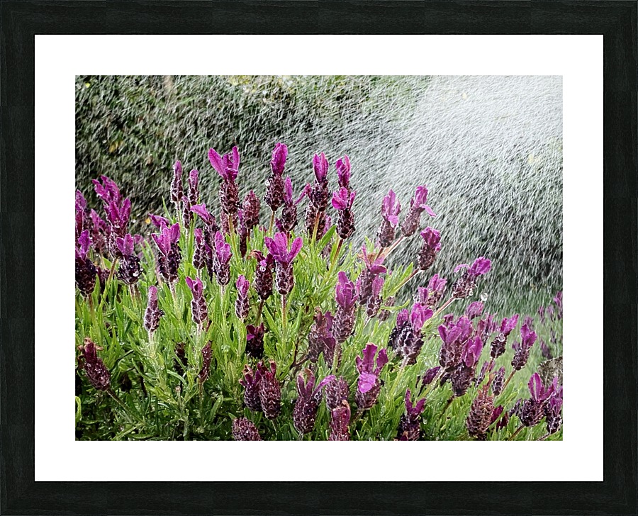 Watering Lavander Picture Frame print