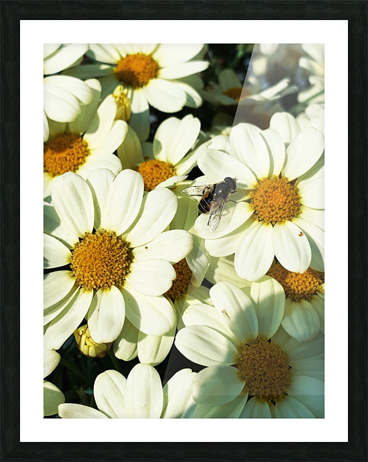 A Fly on Dasies Picture Frame print