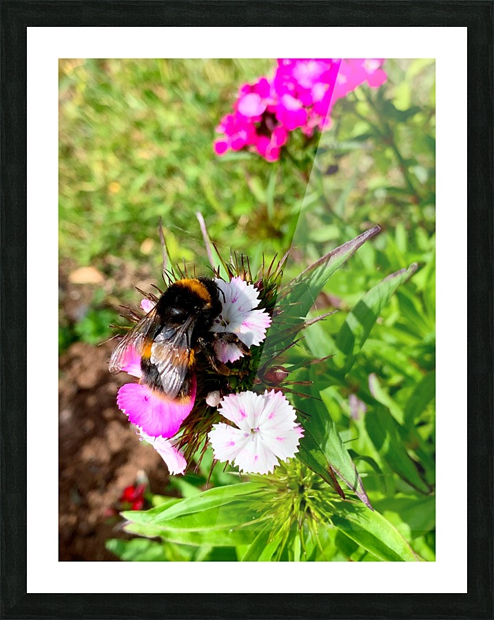 Bumblebee  Picture Frame print
