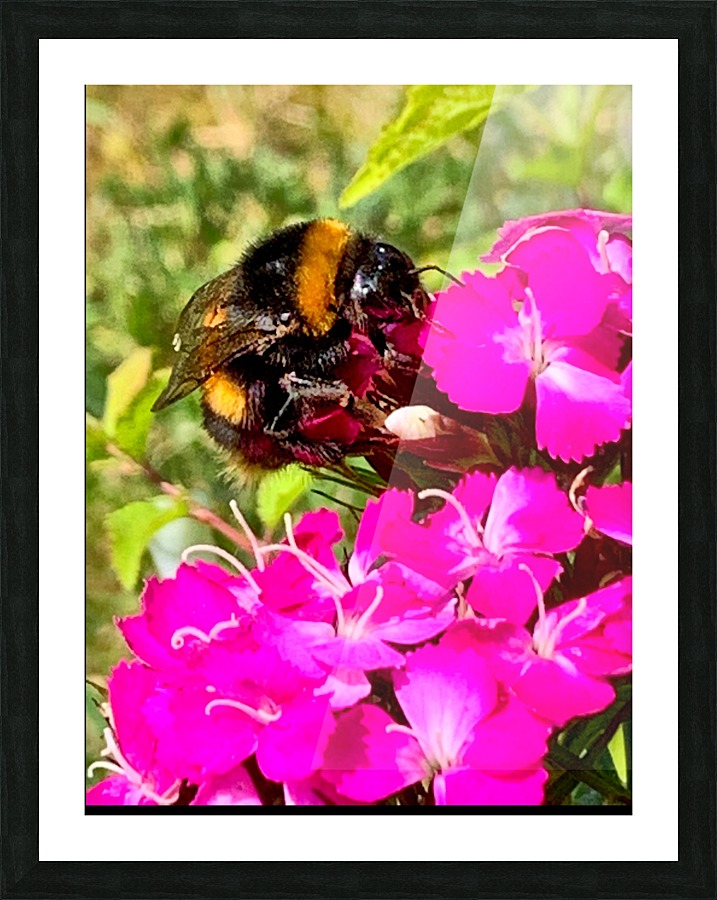 Bumblebee on a flower Picture Frame print