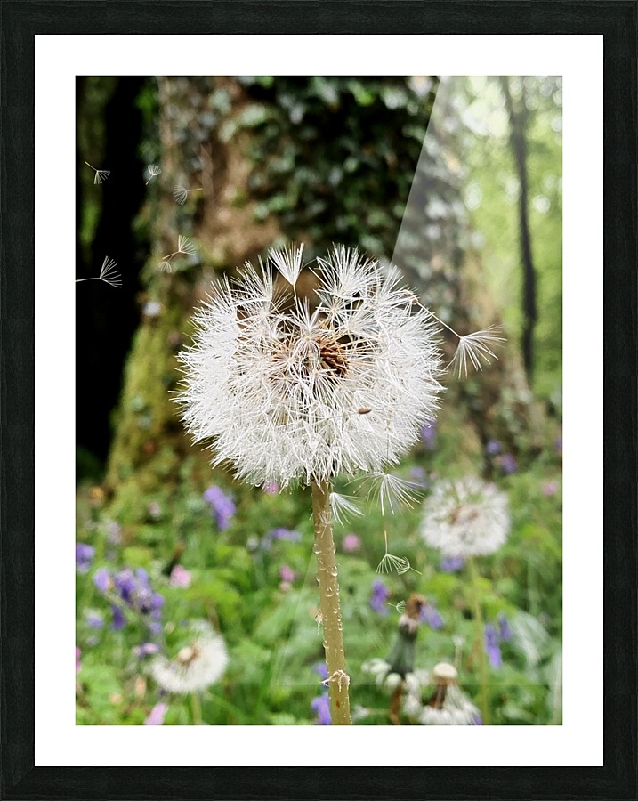 Dandelion  Picture Frame print