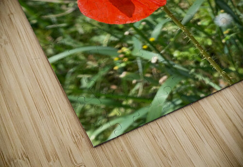 Poppy AHA digital puzzle