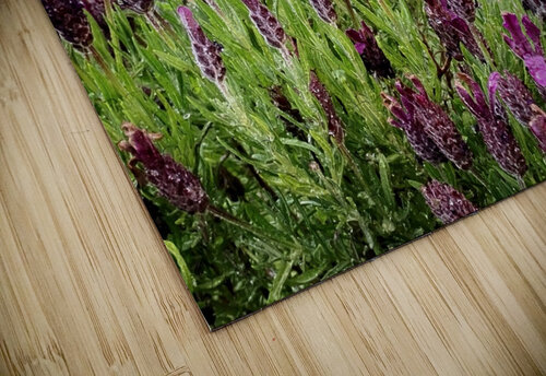 Watering Lavander AHA digital puzzle