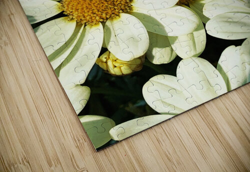 A Fly on Dasies AHA digital puzzle
