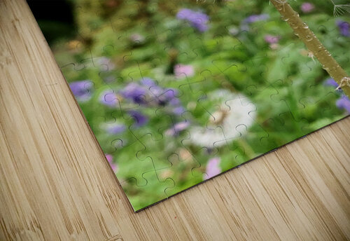 Dandelion  AHA digital puzzle