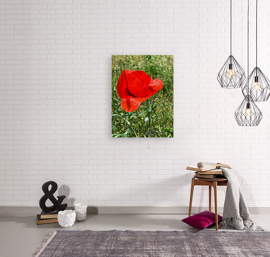 Poppy Reproduction