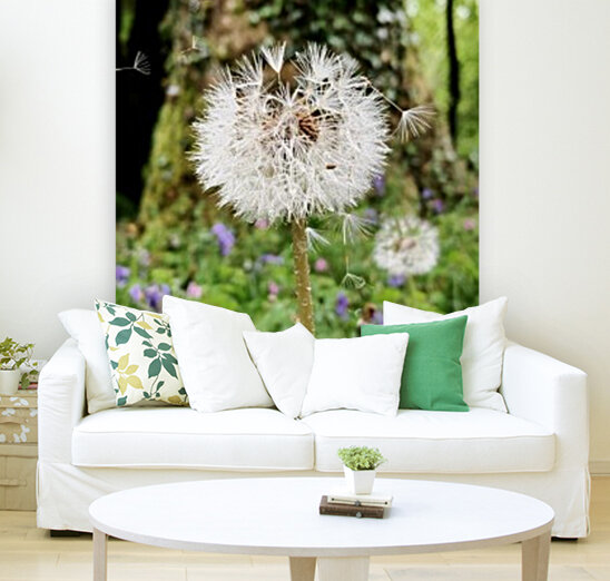Dandelion  Reproduction