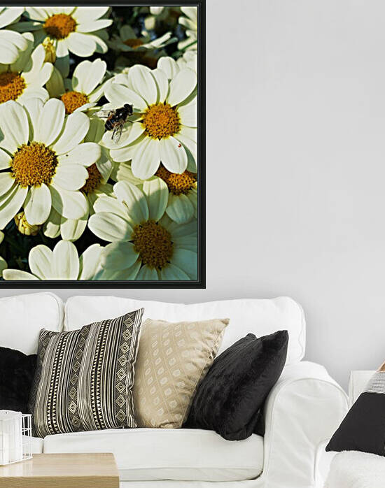 A Fly on Dasies by AHA digital