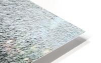 Watering Lavander HD Metal print
