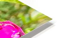 Bumblebee on a flower HD Metal print
