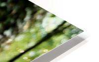 Dandelion  HD Metal print
