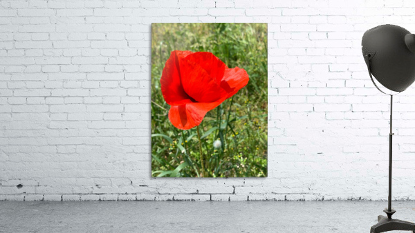 Poppy Wall Preview