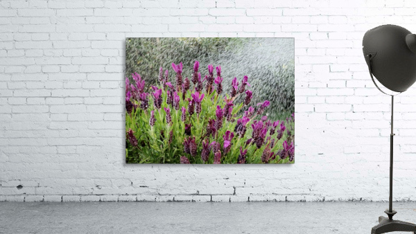 Watering Lavander Wall Preview