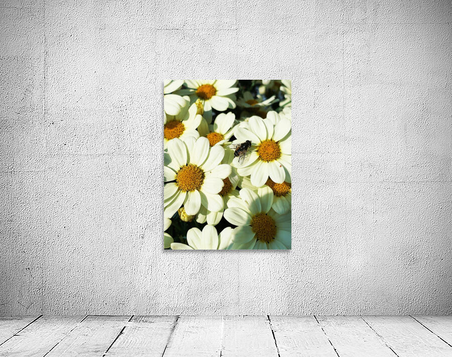A Fly on Dasies Wall Preview