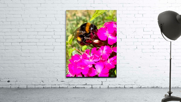 Bumblebee on a flower Wall Preview
