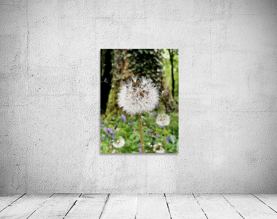 Dandelion  Wall Preview