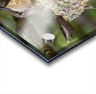 Nesting Ruby-throated Humminngbird Acrylic print
