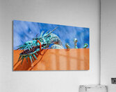 Santa Fe Dragon Acrylic Print