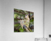 Nesting Ruby-throated Humminngbird Acrylic Print