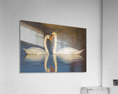 Mute Swam Pair Acrylic Print