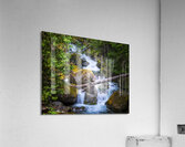 Forest Stream 4183b Acrylic Print