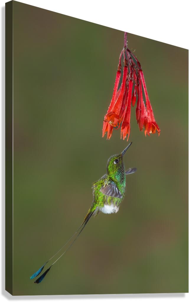 White-booted racket-tail Hummingbird in Flight  Canvas Print