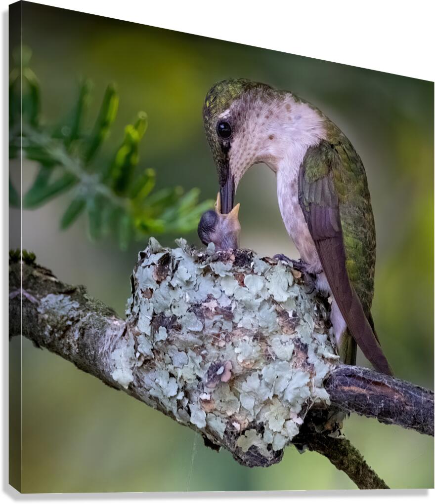 Ruby-throated Hummingbird Feed Chick Canvas Print