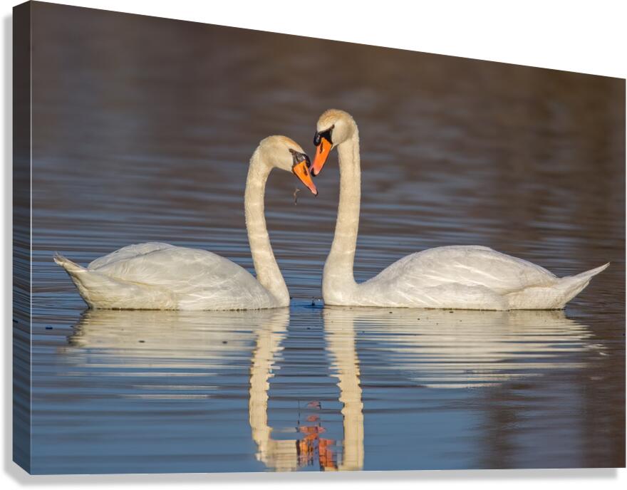 Mute Swam Pair Canvas Print