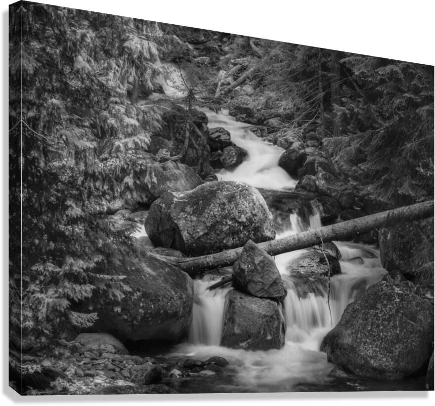 Forest Stream B W 4183b Canvas Print