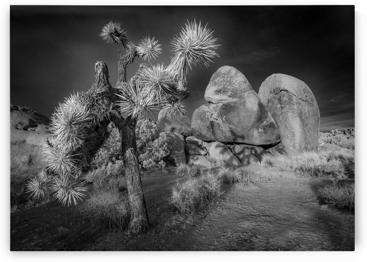 Moonlight on Joshua Tree Infrared by Jerry Fornarotto