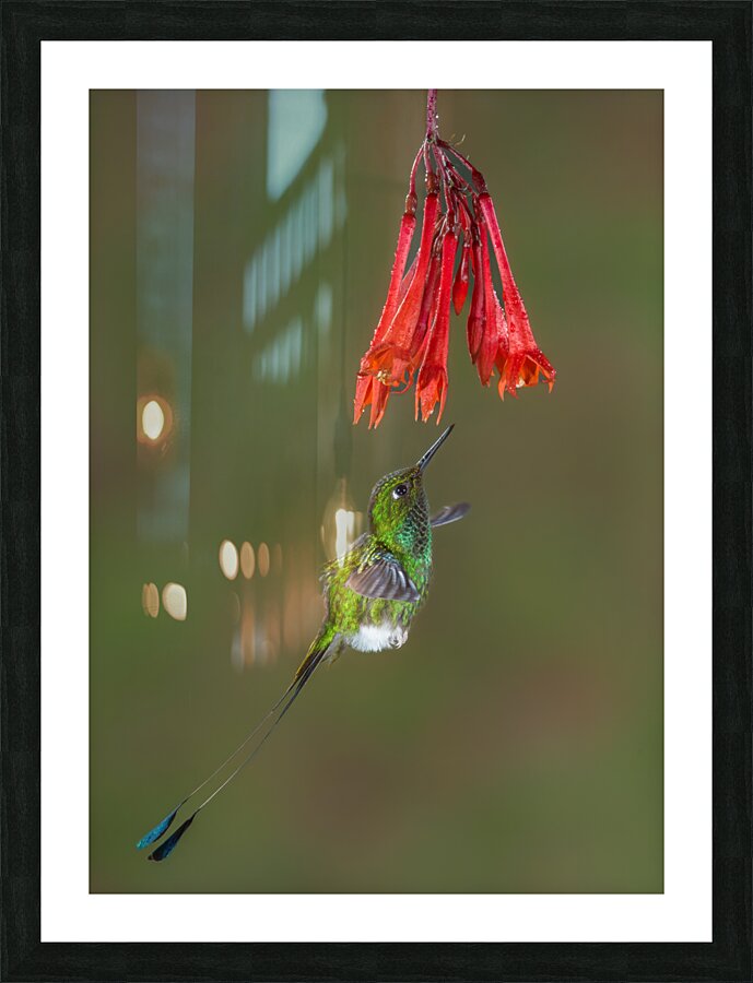 White-booted racket-tail Hummingbird in Flight  Picture Frame print