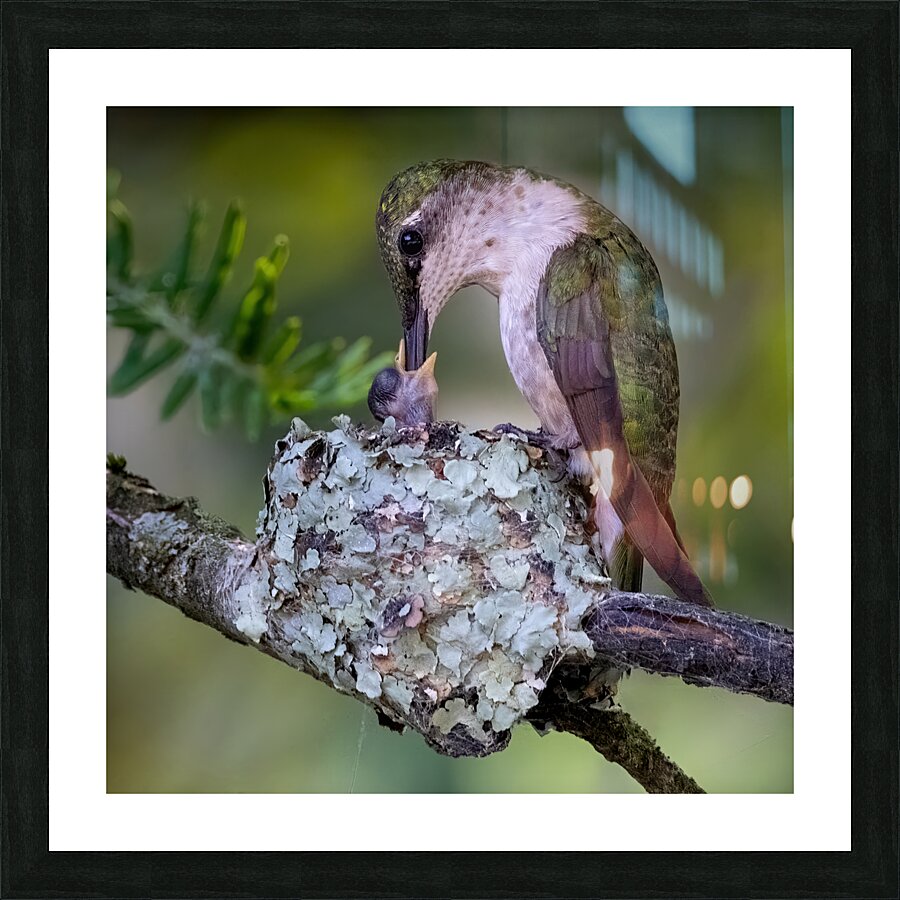 Ruby-throated Hummingbird Feed Chick Picture Frame print