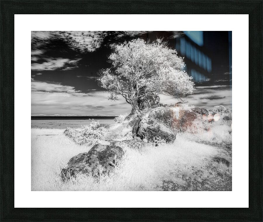 Turtle Back Hill Tree Infrared Picture Frame print