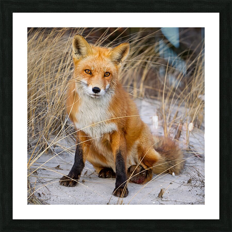 Red Fox Sitting Picture Frame print