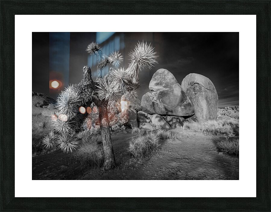 Moonlight on Joshua Tree Infrared Picture Frame print