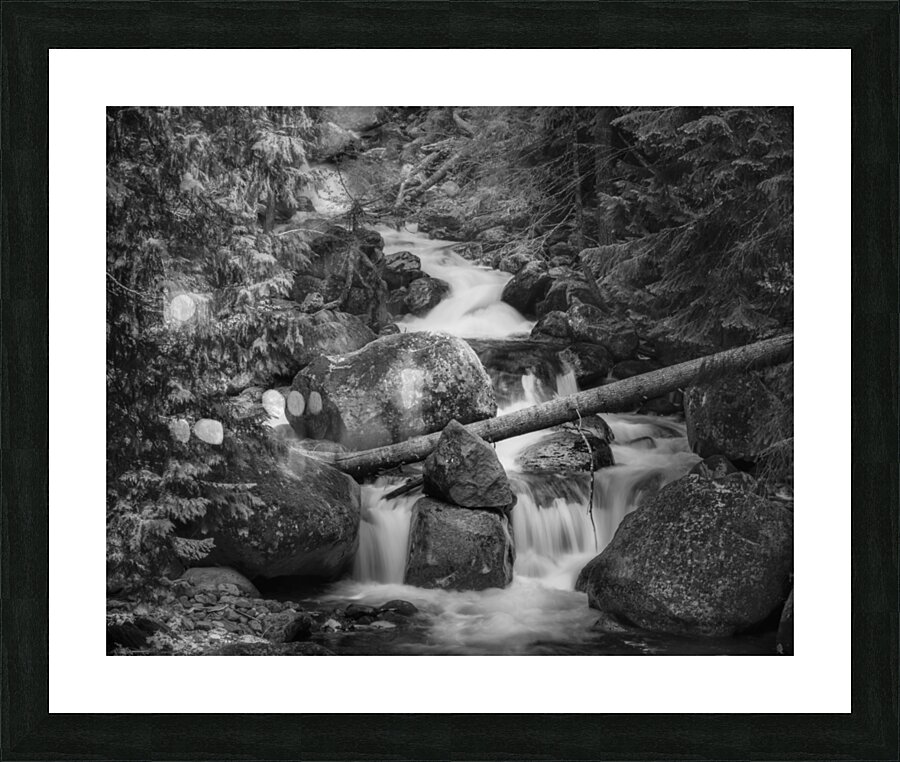 Forest Stream B W 4183b Picture Frame print