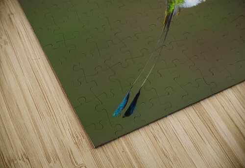 White-booted racket-tail Hummingbird in Flight  Jerry Fornarotto puzzle
