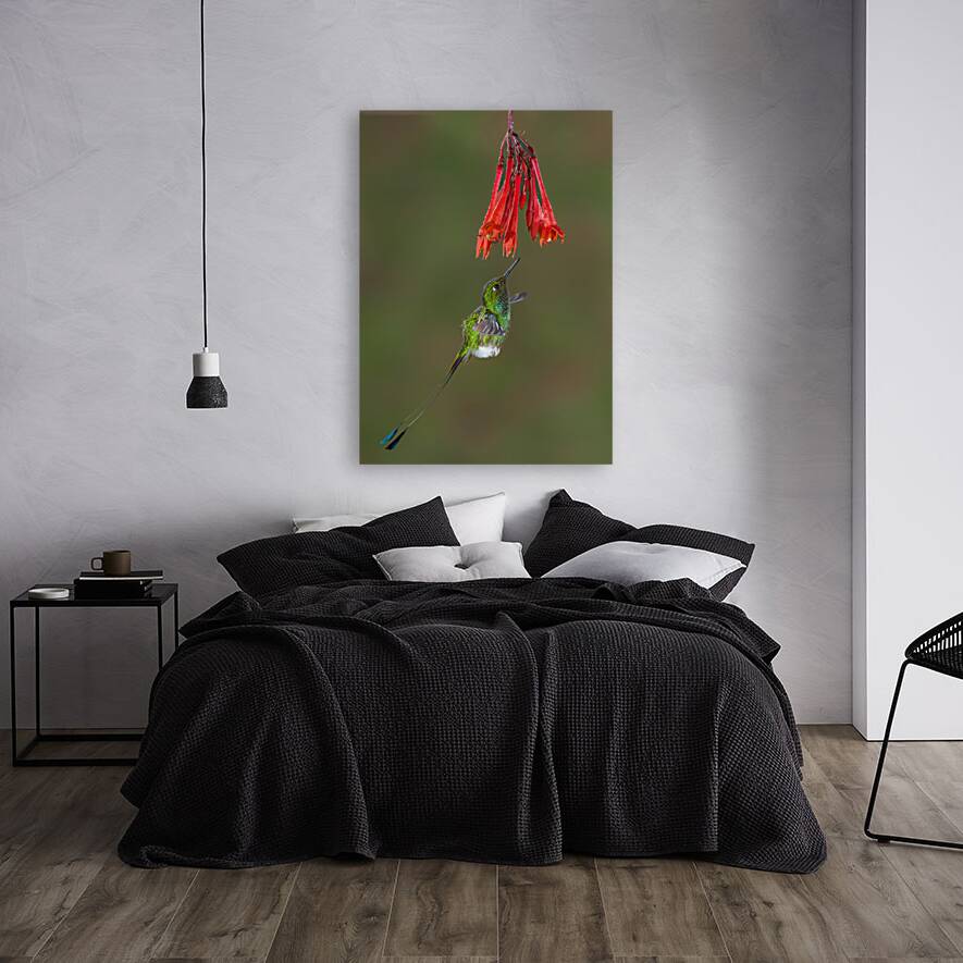 White-booted racket-tail Hummingbird in Flight  Reproduction